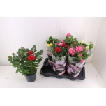 Rosa Potiroos Palace mix 4 col 17cm