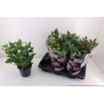 Rosa Potiroos Palace mix 4 col 17cm