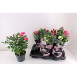 Rosa Potiroos Palace mix 4 col 17cm