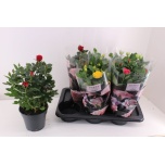 Rosa Potiroos Palace mix 4 col 17cm