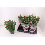 Rosa Potiroos Palace mix 4 col 17cm