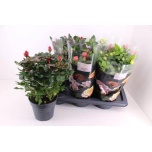 Rosa Potiroos Palace mixed 4 col 17cm
