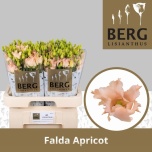 Eustoma Preeriakell Falda Apricot (Berglisianthus)
