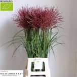 Miscanthus Siidpööris Sin Subrosa 90cm
