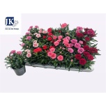Dianthus Nelk mix 9cm