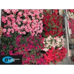 Dianthus Nelk mixed trolley 10,5cm