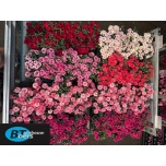 Dianthus Nelk mixed trolley 10,5cm