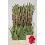 Gladiolus Gladiool Roma 115cm
