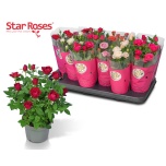 Rosa Potiroos star roses mix 10,5cm