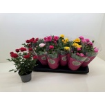 Rosa Potiroos star roses mix 10,5cm