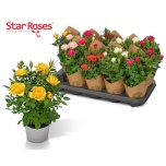 Rosa Potiroos star roses mix 10,5cm