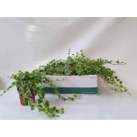 Hedera Luuderohi 13cm White Wonder