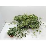 Hedera helix Luuderohi White Wonder 13cm