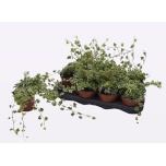 Hedera helix Luuderohi White Wonder 13cm