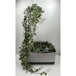 Hedera helix Luuderohi white wonder 17cm