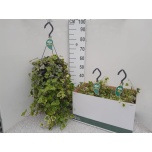 Hedera helix Luuderohi white wonder 23cm