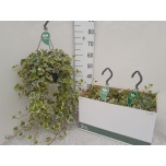 Hedera helix Luuderohi white wonder 23cm
