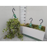Hedera helix Luuderohi white wonder 23cm