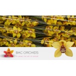 Cymbidium Tsümbiidium La Vie Stella 80cm