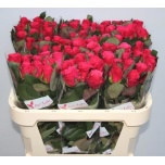 Roos 70cm Tacazzi (Agri Lake)