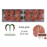 Anthurium Flamingolill Evita Pink