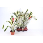 Aechmea brasil 15cm