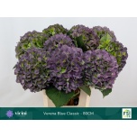 Hydrangea Hortensia Verena Blue Classic 80cm*5