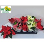 Euphorbia pulch Jõulutäht mix 3 colours 10,5cm