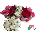 Euphorbia pulc Jõulutäht mix 4 colours 11cm