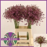 Allium Lauk spider 65-68cm