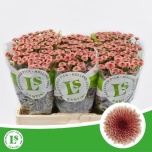 Chrysanthemum Krüsanteem SANTINI Calimero Salmon*25