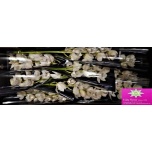 Cymbidium Mazurka 60cm