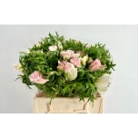 Anemone Ülane Mistral Light Pink