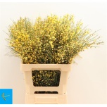 Genista kollane 65cm (pk)