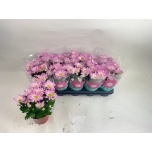 Chrysanthemum Krüsanteem indi Rainbow Rosy 12cm