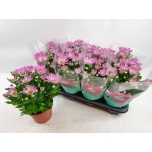 Chrysanthemum Krüsanteem indi Rainbow Rosy 14cm