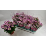 Chrysanthemum Krüsanteem indi Rainbow Rosy 14cm