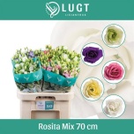 Eustoma Preeriakell Rosita mix 70cm