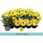 Chrysanthemum Krüsanteem indi mount carmel 12cm