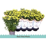 Chrysanthemum Krüsanteem indi grp mount carmel 12cm