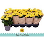 Chrysanthemum Krüsanteem indi grp mount carmel 12cm