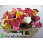 Zantedeschia Kalla Rainbow (mixbunch) 50cm