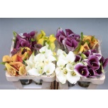 Zantedeschia Kalla mix 50cm