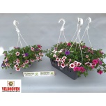Calibrachoa Puispetuunia mix 20cm