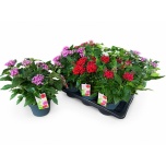 Pentas Tähetrobi lanc mix 17cm