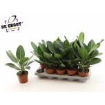 Ficus Viigipuu beng Audrey 12cm
