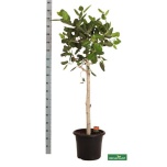 Ficus Viigipuu beng Audrey 40cm