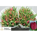 Tulp do Barboleta
