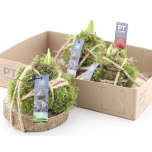 Arr bulb/knolgewas 14cm