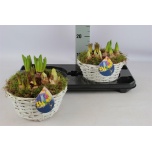 Arrangementen bulb/tuber 23cm